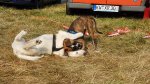 Shows & Treffen - 2018 - 16. Beach Party des Ford Club Ostseehaie e.V. - Bild 113 Shows & Treffen - 2018 - 16. Beach Party des Ford Club Ostseehaie e.V. - Bild 113