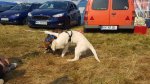 Shows & Treffen - 2018 - 16. Beach Party des Ford Club Ostseehaie e.V. - Bild 117 Shows & Treffen - 2018 - 16. Beach Party des Ford Club Ostseehaie e.V. - Bild 117