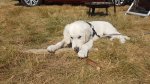Shows & Treffen - 2018 - 16. Beach Party des Ford Club Ostseehaie e.V. - Bild 62 Shows & Treffen - 2018 - 16. Beach Party des Ford Club Ostseehaie e.V. - Bild 62